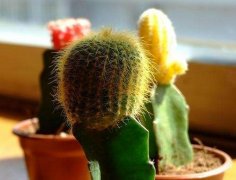室內(nèi)擺放植物越多越好？
